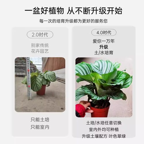 水培植物绿植青苹果竹芋翠叶竹芋四季常青室内办公桌净化 - 图0