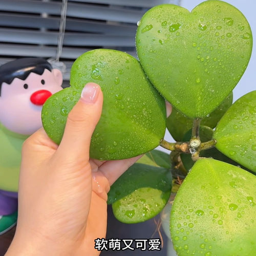 心叶球兰盆栽多肉植物花卉办公室内好养绿植北欧网红解压爬藤盆景 - 图2