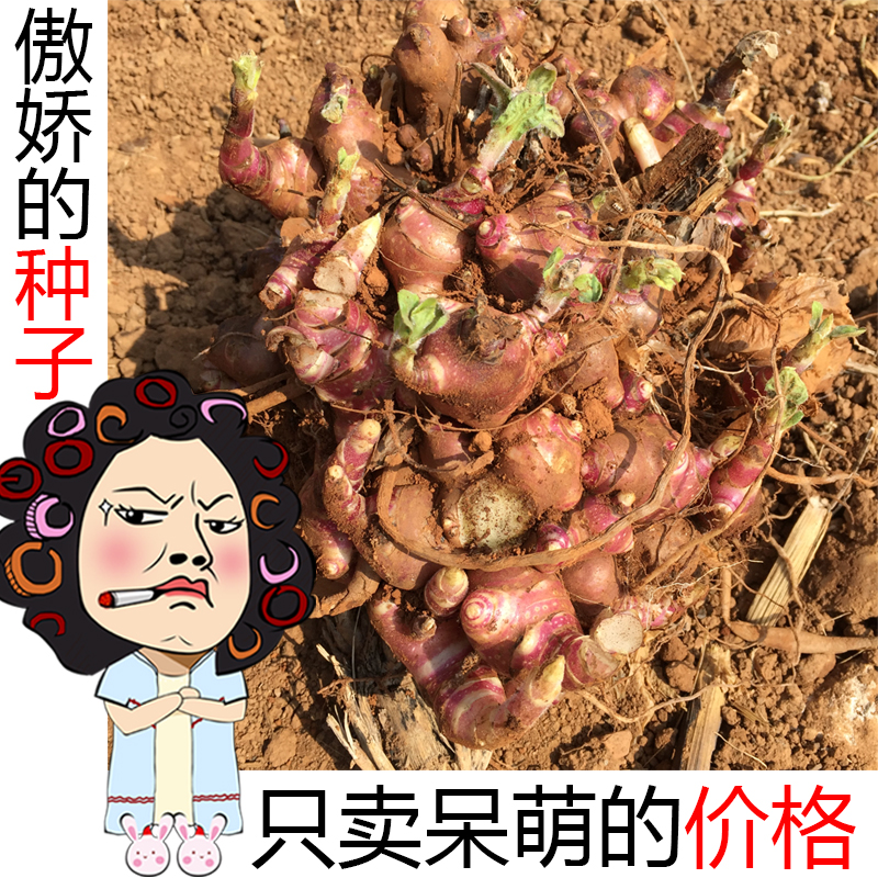 云南新鲜黄心雪莲果活种子 50个种芽种球现挖现发种苗特价包邮-图1