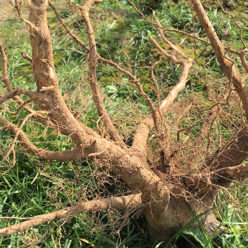 顺丰野胡椒根新鲜木仓子山胡椒树根木姜子根山仓子树根皮叶干茶粉