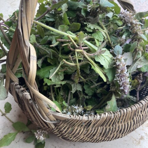 白毛夏枯草新鲜筋骨草苦草金疮小草破退散血草苗干白头翁散降血汤 - 图1