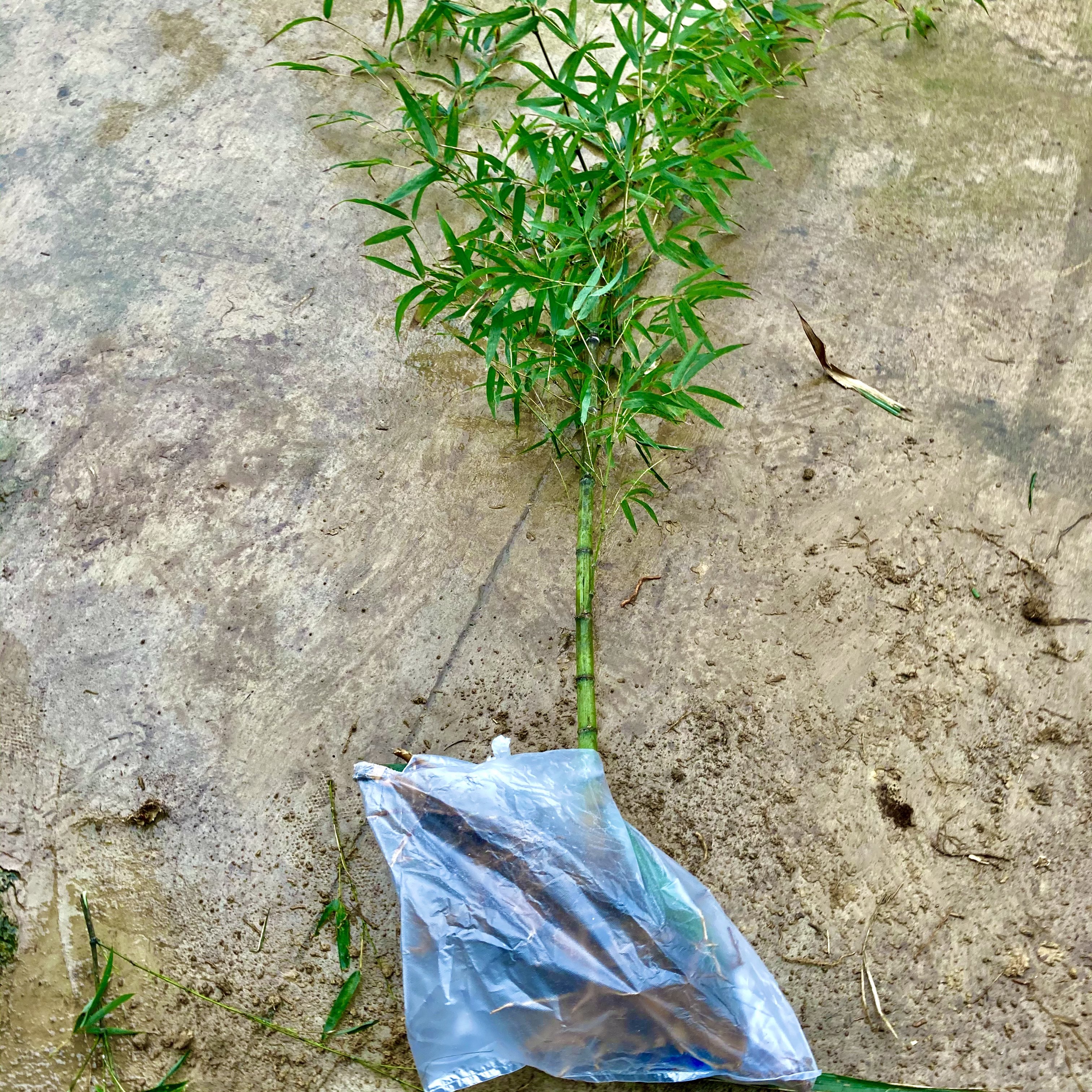 顺丰楠竹苗种植大型食用冬笋苗石斑竹桂竹雷竹雷笋竹苗毛竹根苗鞭-图1