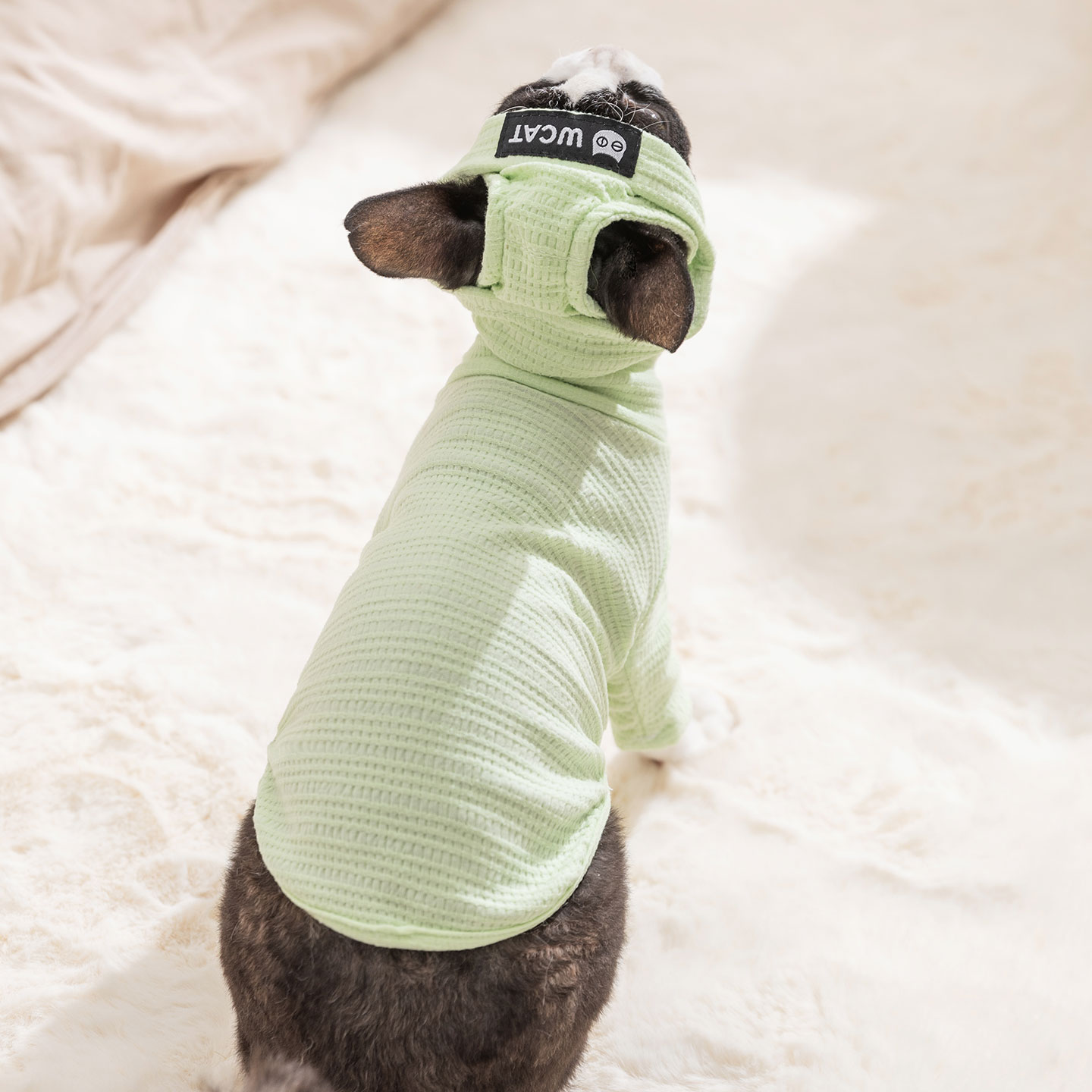 送帽子德文猫衣服薄款秋天暹罗无毛猫宠物幼猫小猫咪打底衫春秋季 - 图1