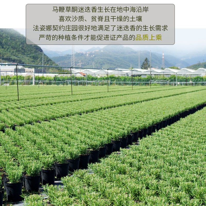 官网正品马鞭草酮迷迭香马爽肤堵塞 沃莱菲纯露/花水