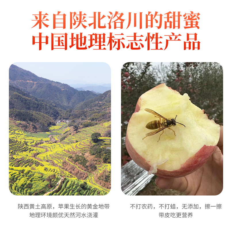 【交个朋友直播间】新鲜水果陕西高原山地洛川红富士苹果坏果包赔 - 图0