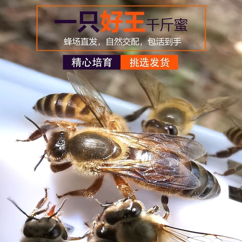 中蜂蜂王强群种王高产开产王阿坝活体土蜂广西广东产卵王产满脾王 - 图1