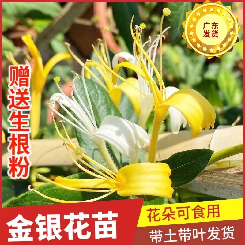 【买一送一】金银花盆栽可食用药用爬藤植物四季常青盆栽庭院阳台,淘宝优惠券,粉丝福利购,淘宝优惠卷