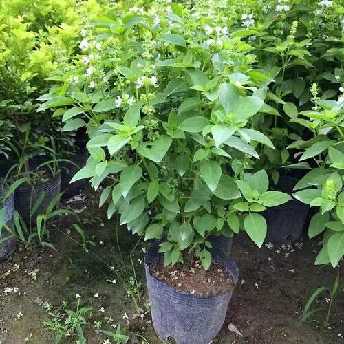 正宗潮汕金不换苗食用九层塔盆栽鱼香菜苗罗勒海鲜调料菜香料植物 - 图3