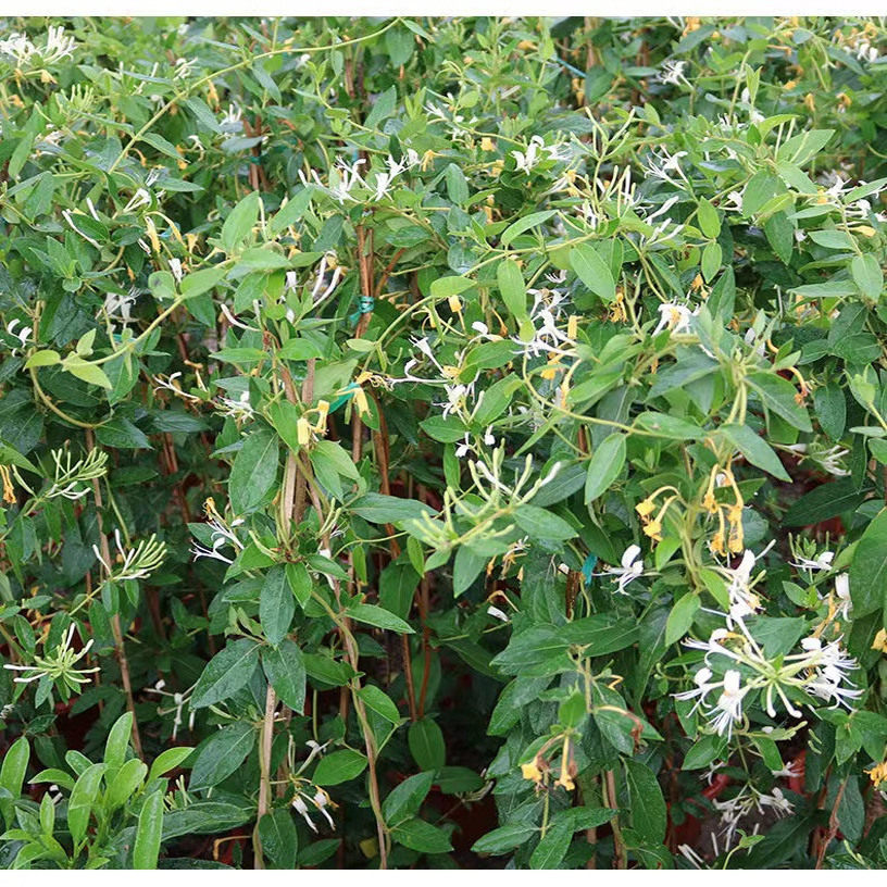 【买一送一】金银花盆栽可食用药用爬藤植物四季常青盆栽庭院阳台,淘宝优惠券,粉丝福利购,淘宝优惠卷