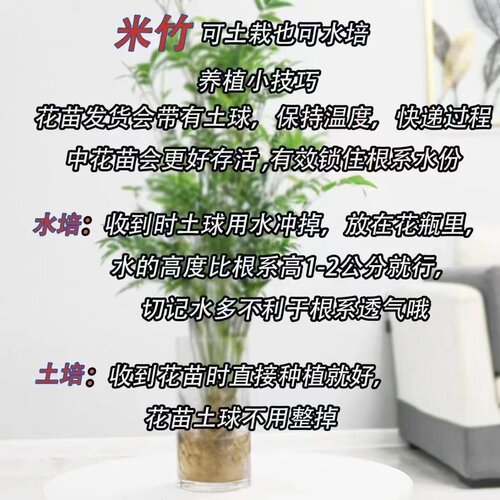 水培米竹带根竹子盆栽绿植物室内客厅水养南天竹小型凤尾观赏竹苗 - 图1