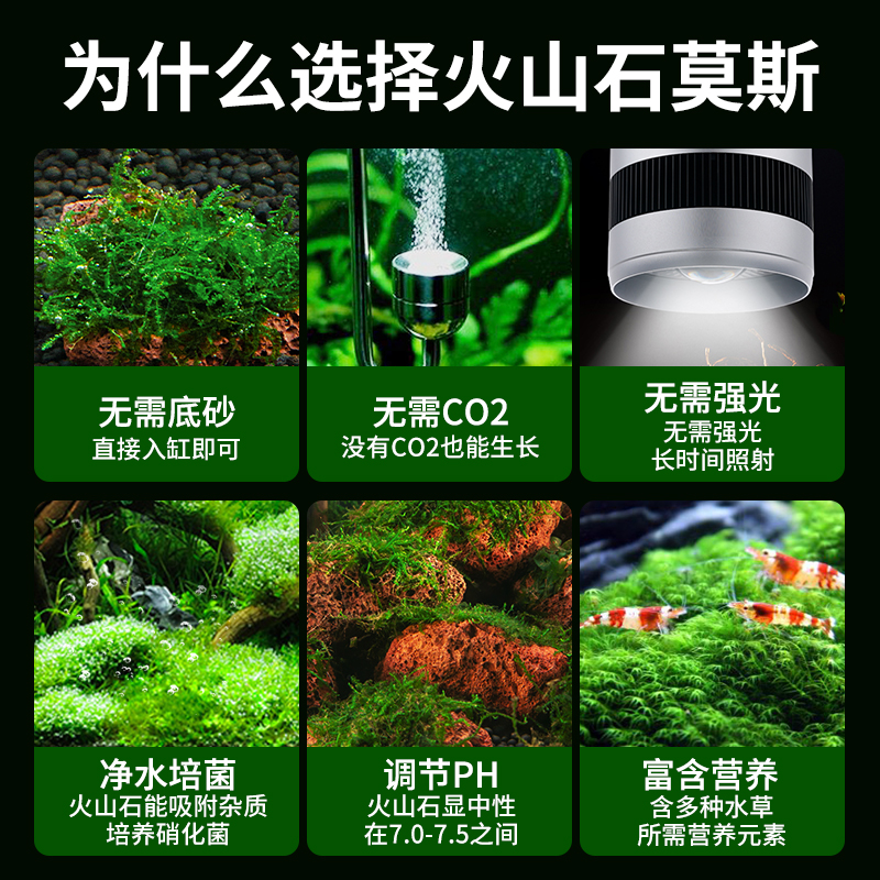 鱼缸莫斯水草植物阴性真草火山石小鱼缸草生态缸植物草缸造景套餐 - 图1