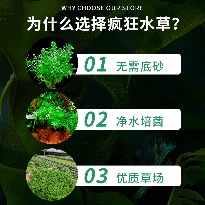 鱼缸水草植物真草造景阴性水榕沉木水草古法养鱼水培绿菊蜈蚣水草 - 图1