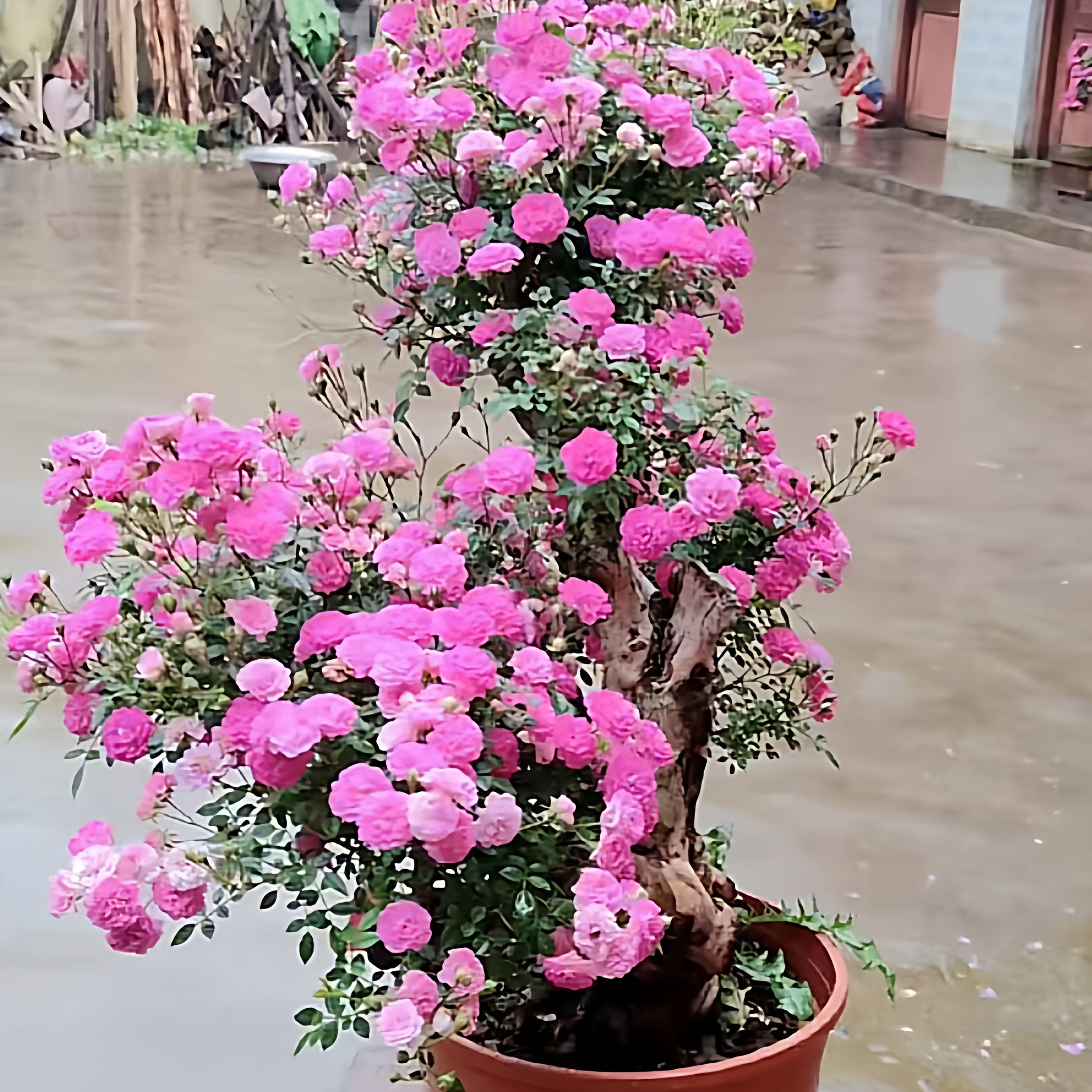 微型月季中苗 姬乙女 躲躲藏藏 天荷 四季开花阳台办公室桌面盆栽 - 图1