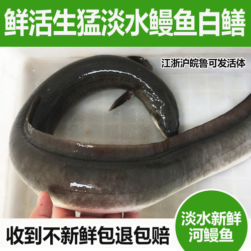 淡水鱼河鳗鱼新鲜活鳗鱼活体生态河鳗现杀白鳝白鳗约1.5斤/条整条 - 图2