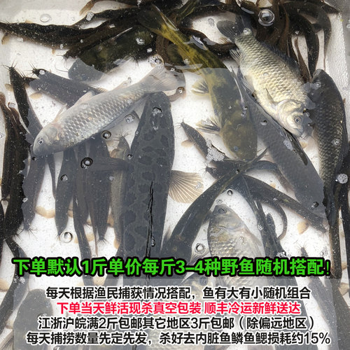 淡水鱼鲜活鲫鱼新鲜黄骨鱼小黑鱼鲶鱼小白条小杂鱼3-4种随机现杀-图2