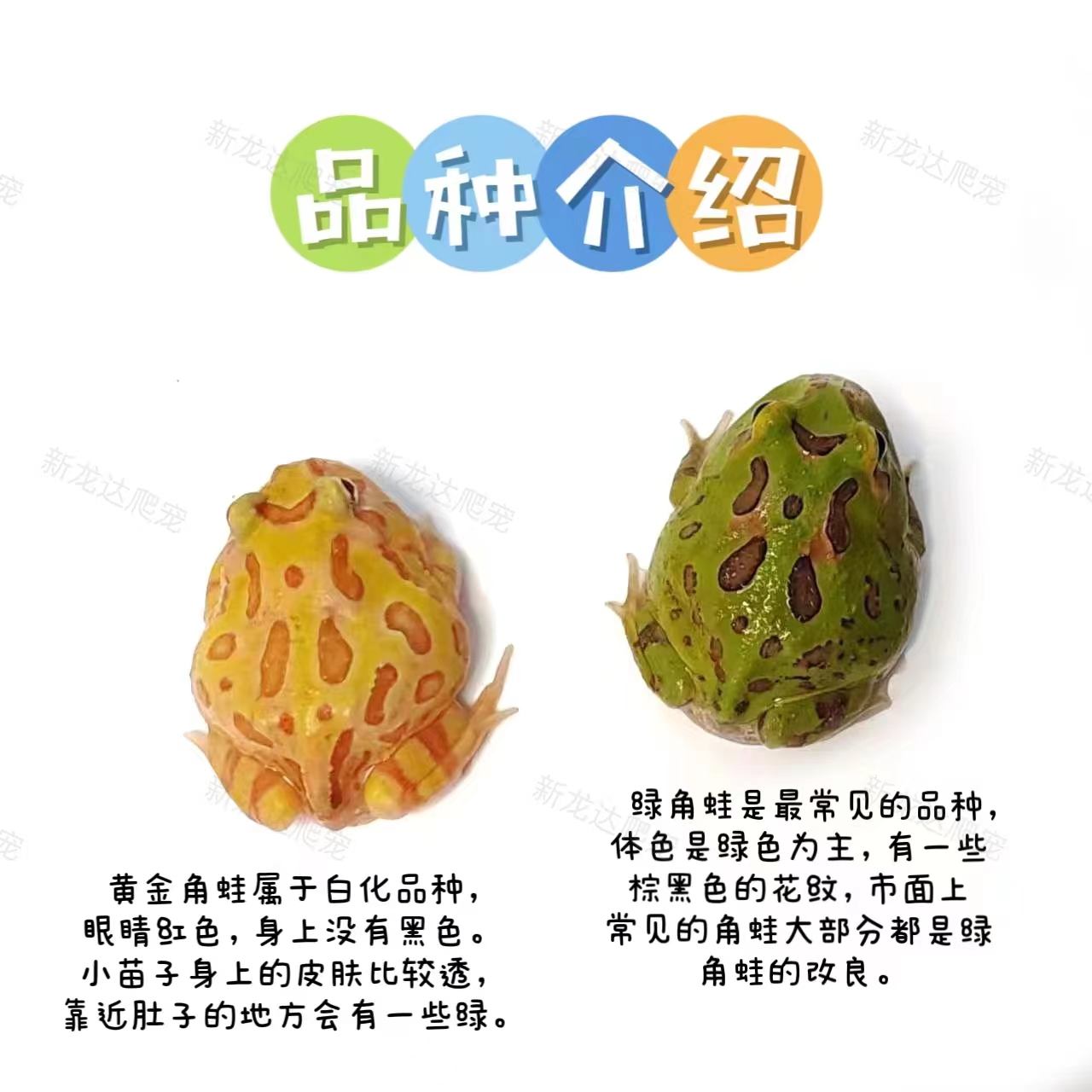 南美角蛙活体宠物观赏蛙黄金绿角草莓宇治皮卡丘抹茶蛋黄姥爷树蛙-图1