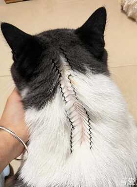 猫咪驱虫分毛夹具宠物发夹狗狗精致宠物发夹发夹夹子ins风
