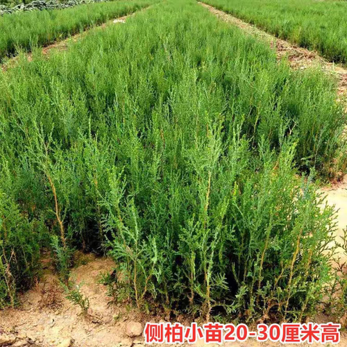 侧柏小苗扁柏苗侧柏墓地柏熏肉柏香柏四季常青荒山绿化栽植松树苗 - 图2