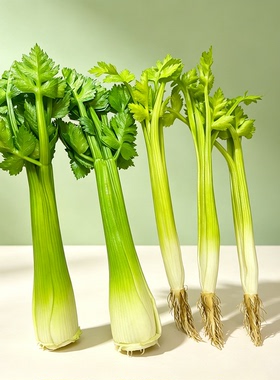 仿真蔬菜芹菜模型装饰用品道具