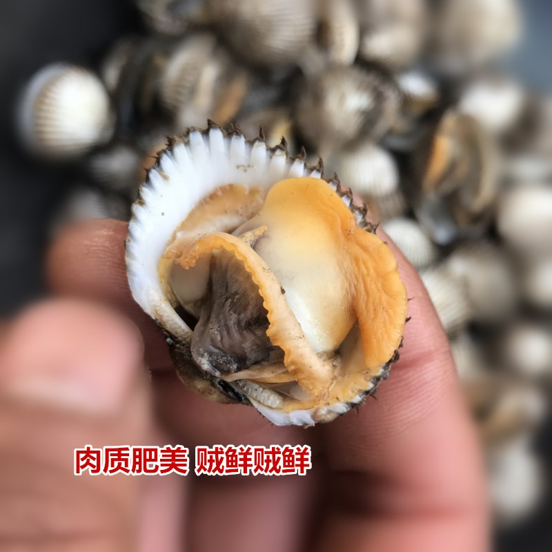 特产毛嘎拉本地野生鲜活毛蛤蜊血蛤小赤贝海鲜水产毛钳500g-图2