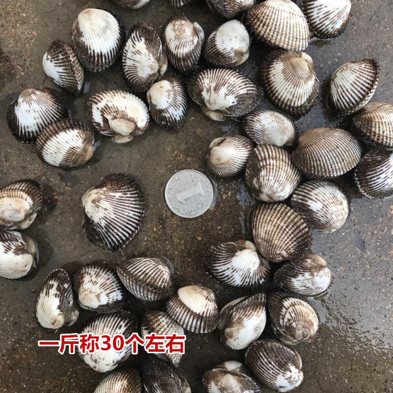 特产毛嘎拉本地野生鲜活毛蛤蜊血蛤小赤贝海鲜水产毛钳500g-图0