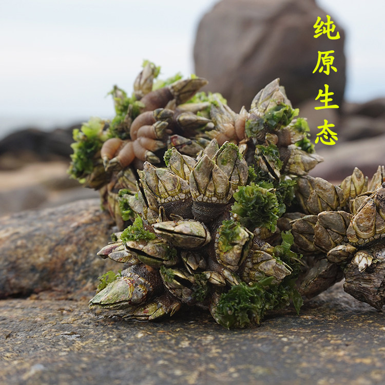 人称来自地狱的海鲜鹅颈藤壶笔架佛手螺狗爪螺鸡