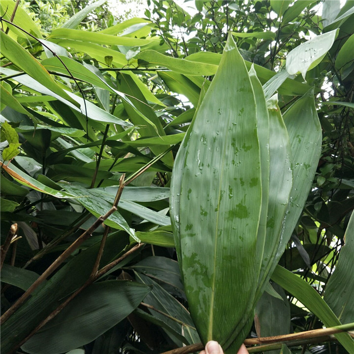 粽叶苗竹叶苗棕叶苗野生包粽子叶树苗箬叶苗种盆栽地栽南北种植-图3