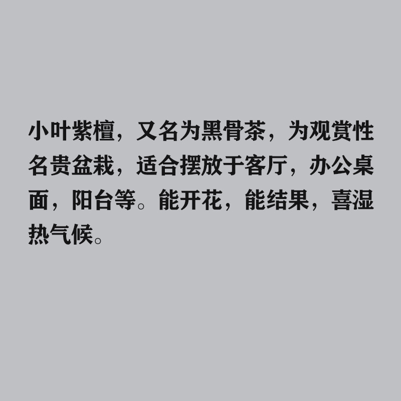 老桩小叶紫檀盆景树桩黑骨茶盆栽办公室内植物四季常青耐寒绿植苗