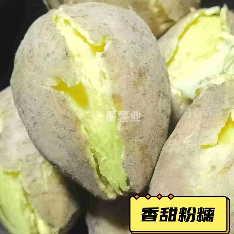 广东潮汕农家自种鸡蛋薯地瓜白皮黄心番薯板栗红薯潮州新鲜白薯,淘宝优惠券,粉丝福利购,淘宝优惠卷