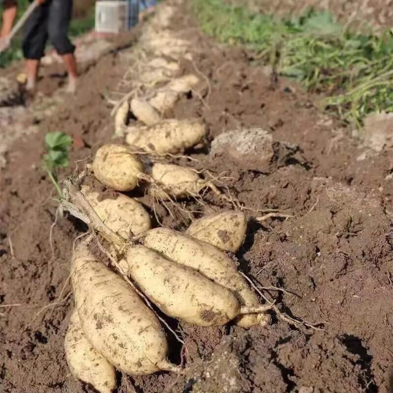 广东潮汕农家自种鸡蛋薯地瓜白皮黄心番薯板栗红薯潮州新鲜白薯,淘宝优惠券,粉丝福利购,淘宝优惠卷