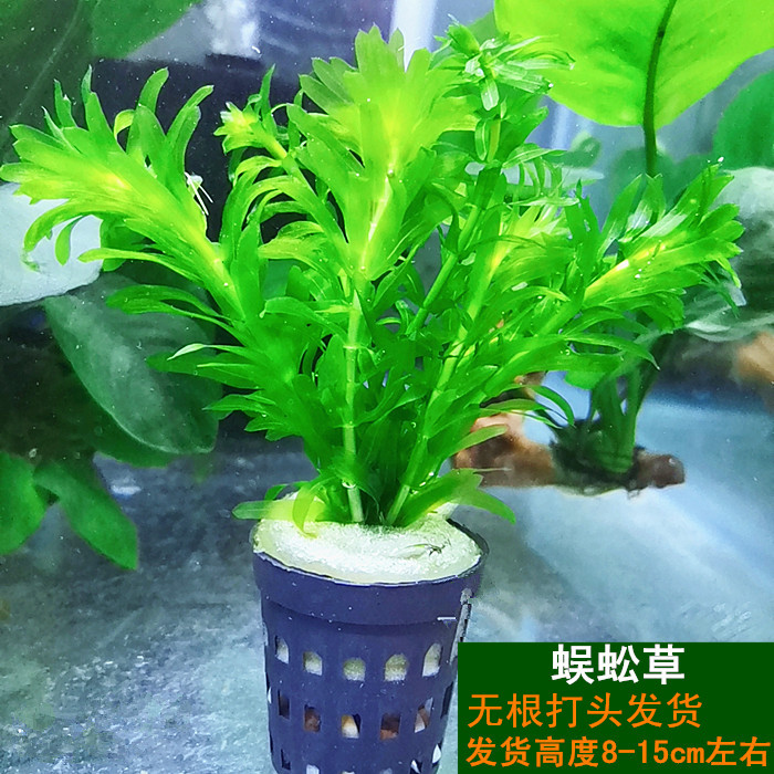 鱼缸水草古法养鱼植物真草造景套餐蜈蚣草绿菊小对叶阴性懒人水草