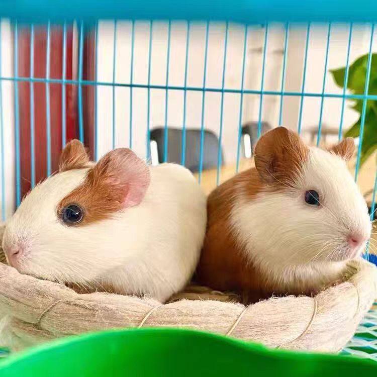 活体荷兰鼠可繁殖豚鼠活物荷兰猪亲人宠物饲养简单包邮家养可繁殖,淘宝优惠券,粉丝福利购,淘宝优惠卷
