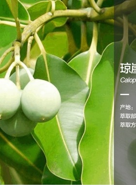 认证琼崖海棠油纯正进口修护肌肤