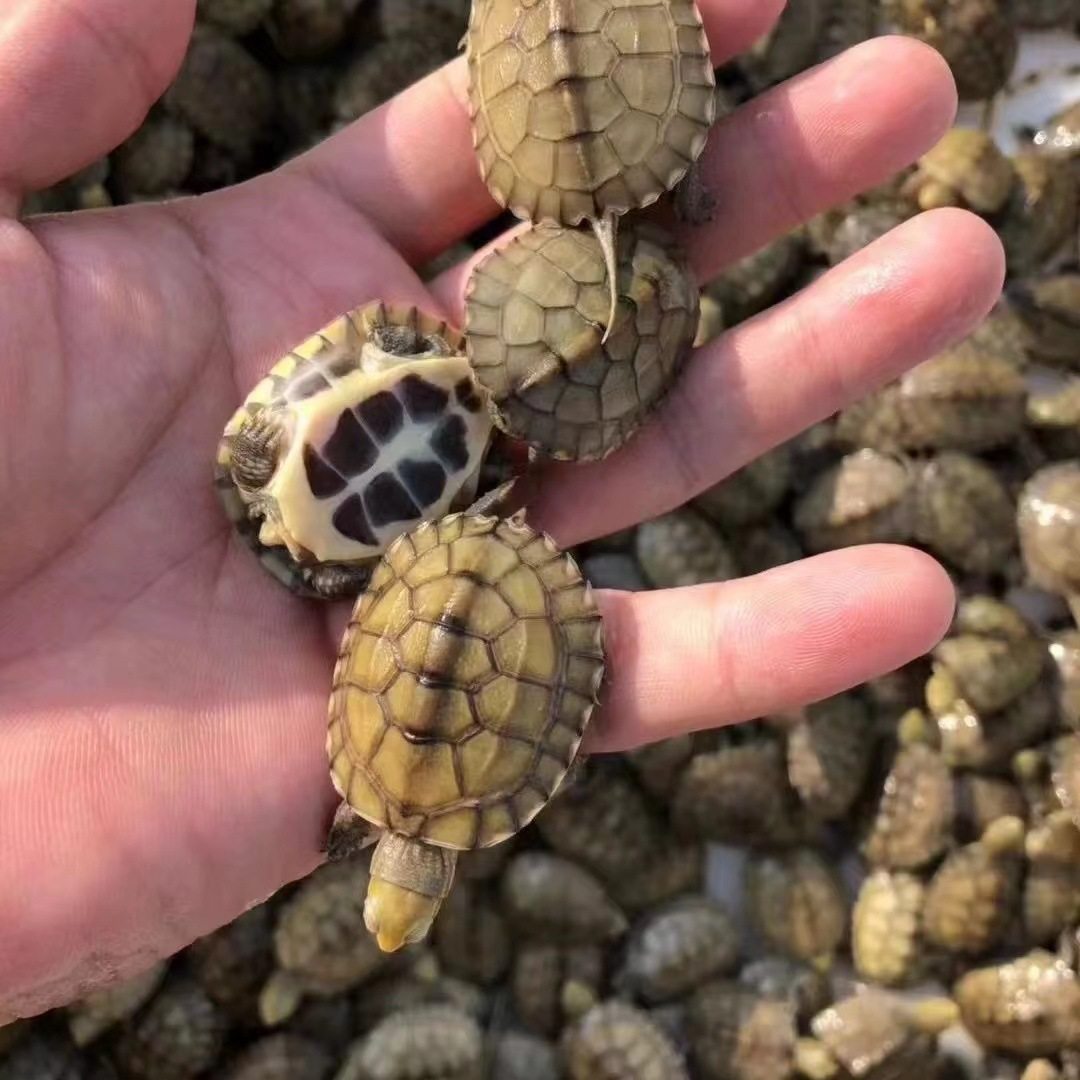 小青皖南龟黄喉拟水乌龟活物南石金钱龟苗观赏纯种活体缘三黄活体,淘宝优惠券,粉丝福利购,淘宝优惠卷