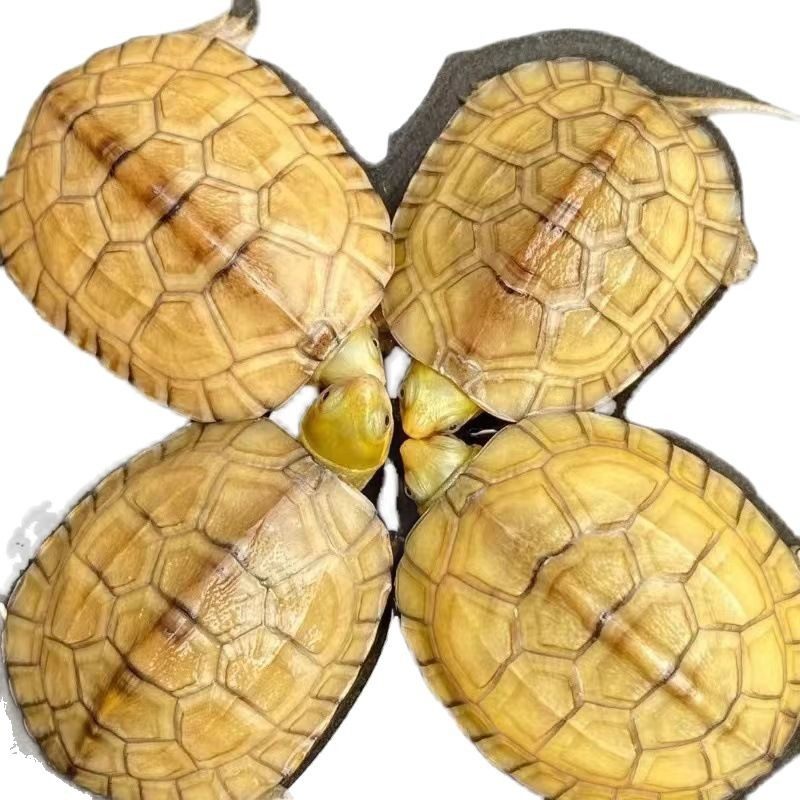 小青皖南龟黄喉拟水乌龟活物南石金钱龟苗观赏纯种活体缘三黄活体,淘宝优惠券,粉丝福利购,淘宝优惠卷