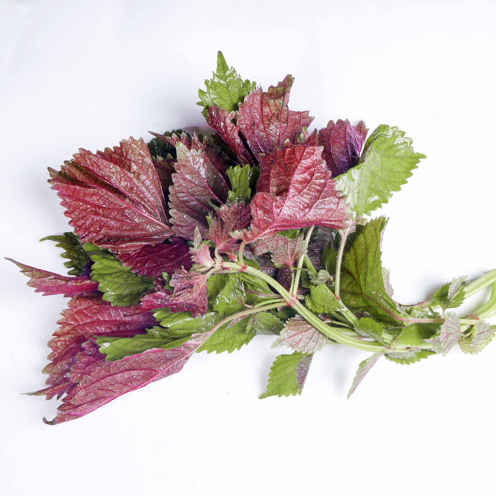 新鲜食用紫苏叶烤肉横县鱼生青配料去腥增香炒螺鲜料配料一份包邮,淘宝优惠券,粉丝福利购,淘宝优惠卷