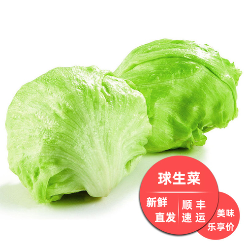 球生菜生菜球圆西生菜汉堡包烤肉包菜沙拉蔬菜凉拌菜西餐紫包邮