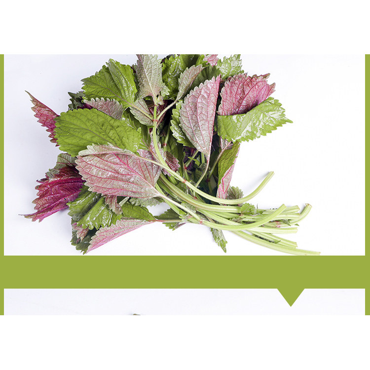 新鲜食用紫苏叶烤肉横县鱼生青配料去腥增香炒螺鲜料配料一份包邮,淘宝优惠券,粉丝福利购,淘宝优惠卷