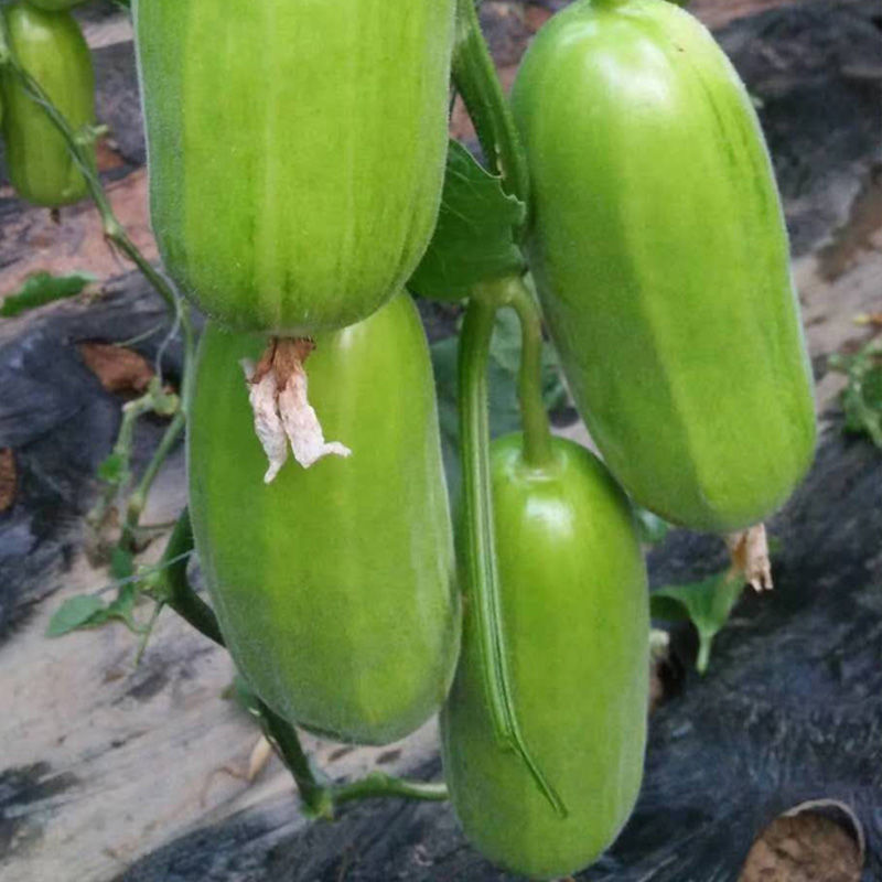 八棱脆瓜种子菜瓜烧瓜种籽孑黄河脆一窝猴生吃无糖农家特菜早生 - 图0