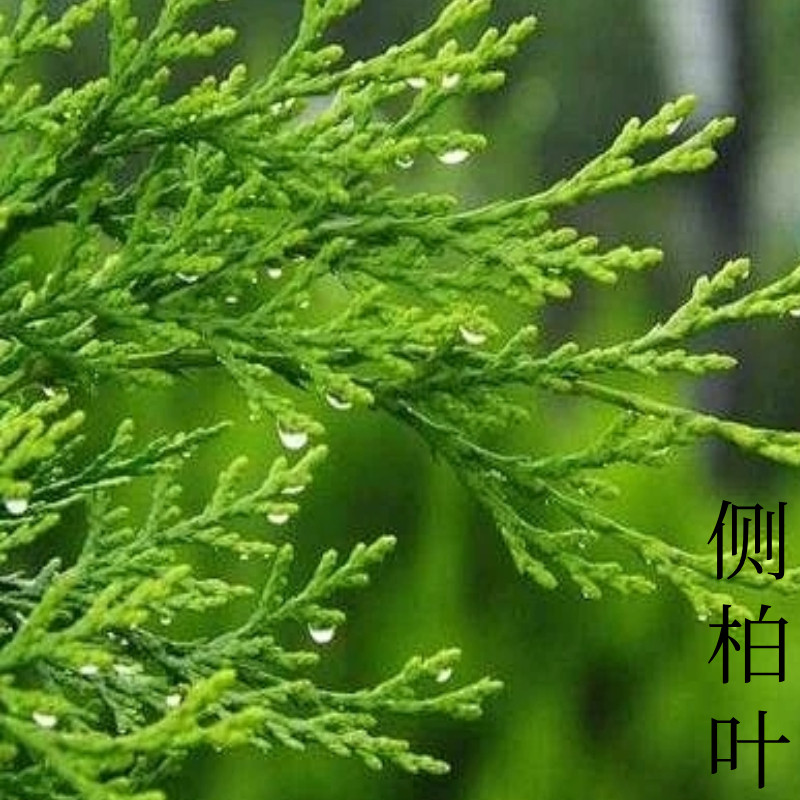 上海药皂首乌再新洗发皂侧柏叶何首乌固体洗发水清洁防断发洗头皂,淘宝优惠券,粉丝福利购,淘宝优惠卷