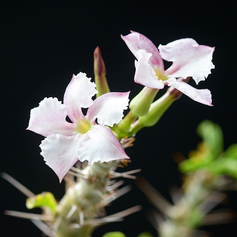 植物员外 白马城实生块根多肉植物一物一拍 夹竹桃科 绿植小盆栽 - 图0