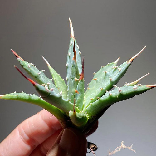 植物员外 妖炎Agave utahensis一物一拍 龙舌兰多肉组合盆栽 - 图3