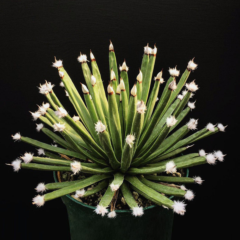 植物员外 棉花糖Agave albopilosa一物一拍 稀有白头翁龙舌兰盆栽,淘宝优惠券,粉丝福利购,淘宝优惠卷