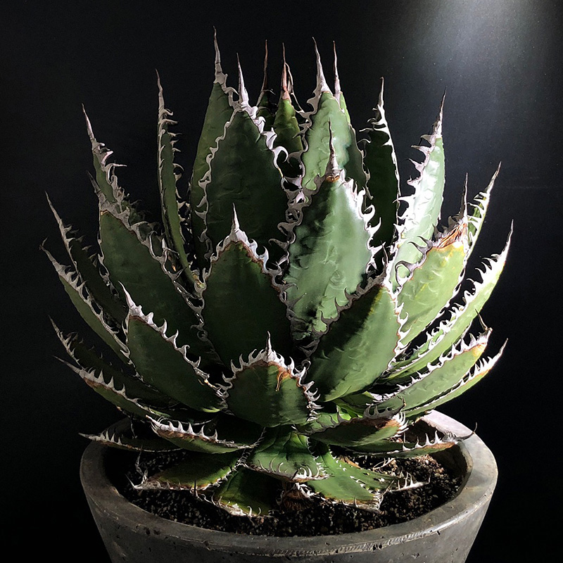 植物员外姬霍利达agave horrida一物一拍龙舌兰沙生耐旱多肉盆栽-图1