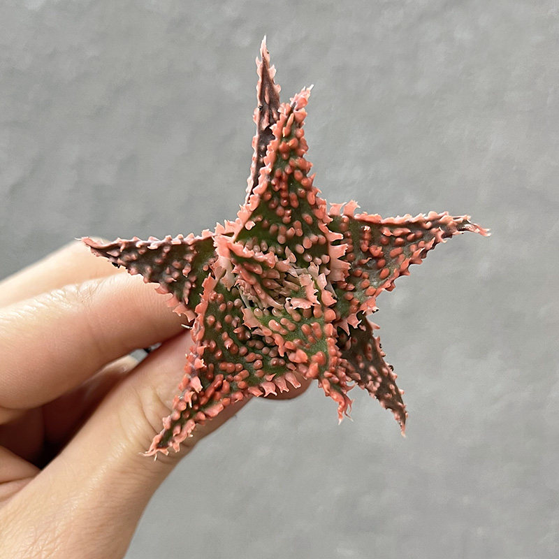 植物员外 超级芦荟 优选精品TCT杂交芦荟园艺种 多肉组合盆栽,淘宝优惠券,粉丝福利购,淘宝优惠卷