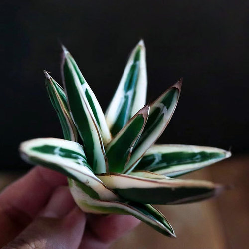 植物员外 冰山龙舌兰 Agave victori一物一拍 精品白覆伦多肉盆栽 - 图2