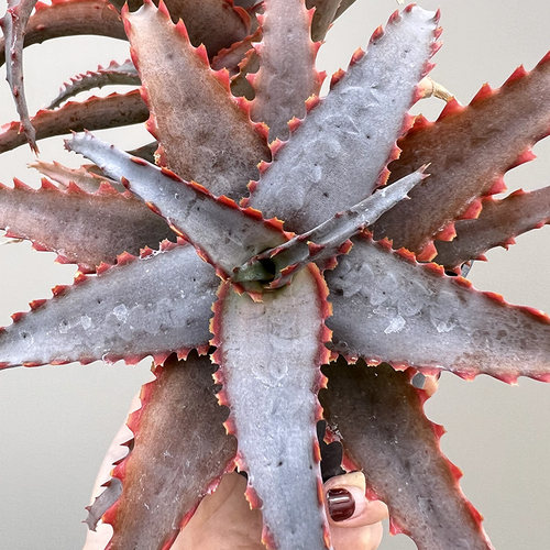 植物员外 超级蓝芦荟一物一拍 蓝底红色锯齿边多肉植物组合盆栽 - 图0