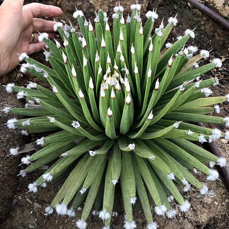 植物员外 棉花糖Agave albopilosa一物一拍 稀有白头翁龙舌兰盆栽,淘宝优惠券,粉丝福利购,淘宝优惠卷