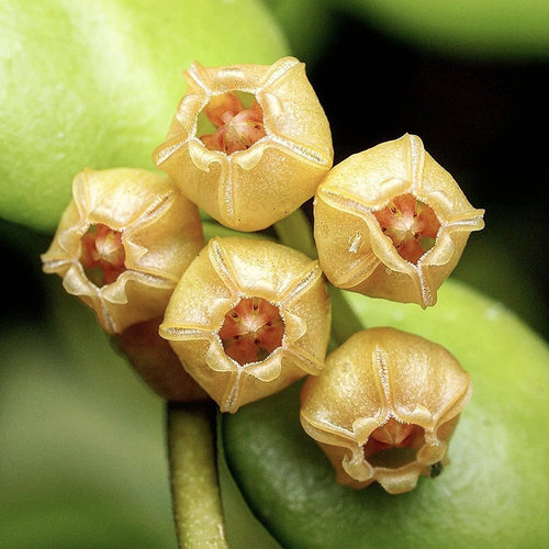 植物员外 黄烧麦粉烧麦Hoya heuschkeliana  休斯科尔球兰多肉 - 图1