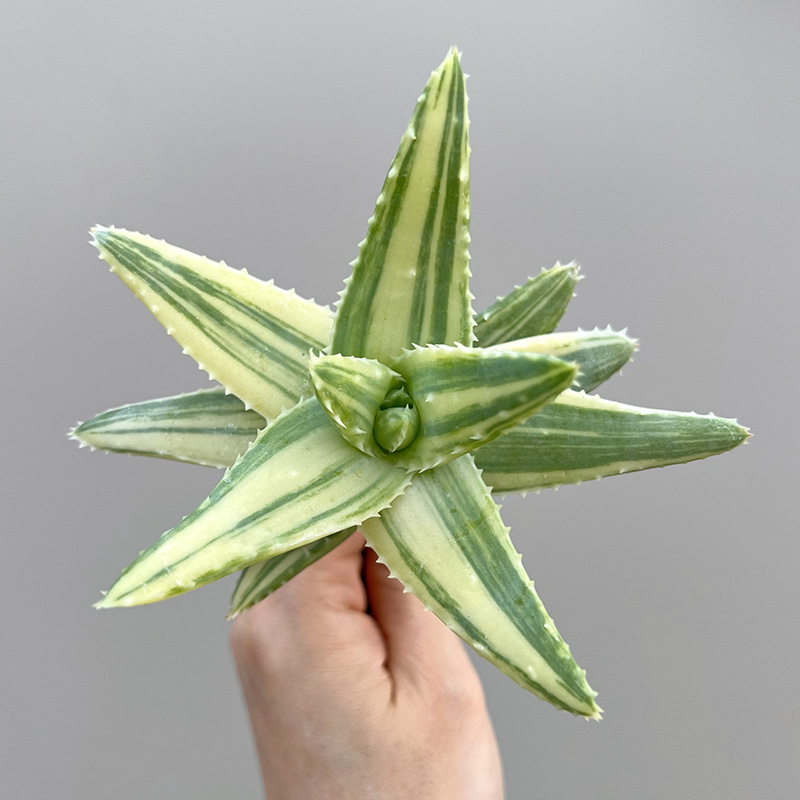 植物员外 龙山芦荟锦 龙山一物一拍 淡蓝绿色原生芦荟多肉组合盆 - 图0